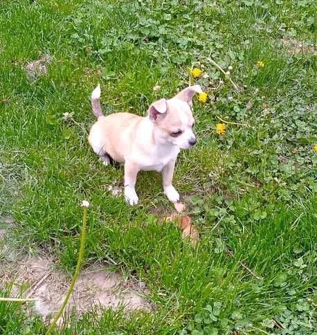 Chihuahua chłopiec