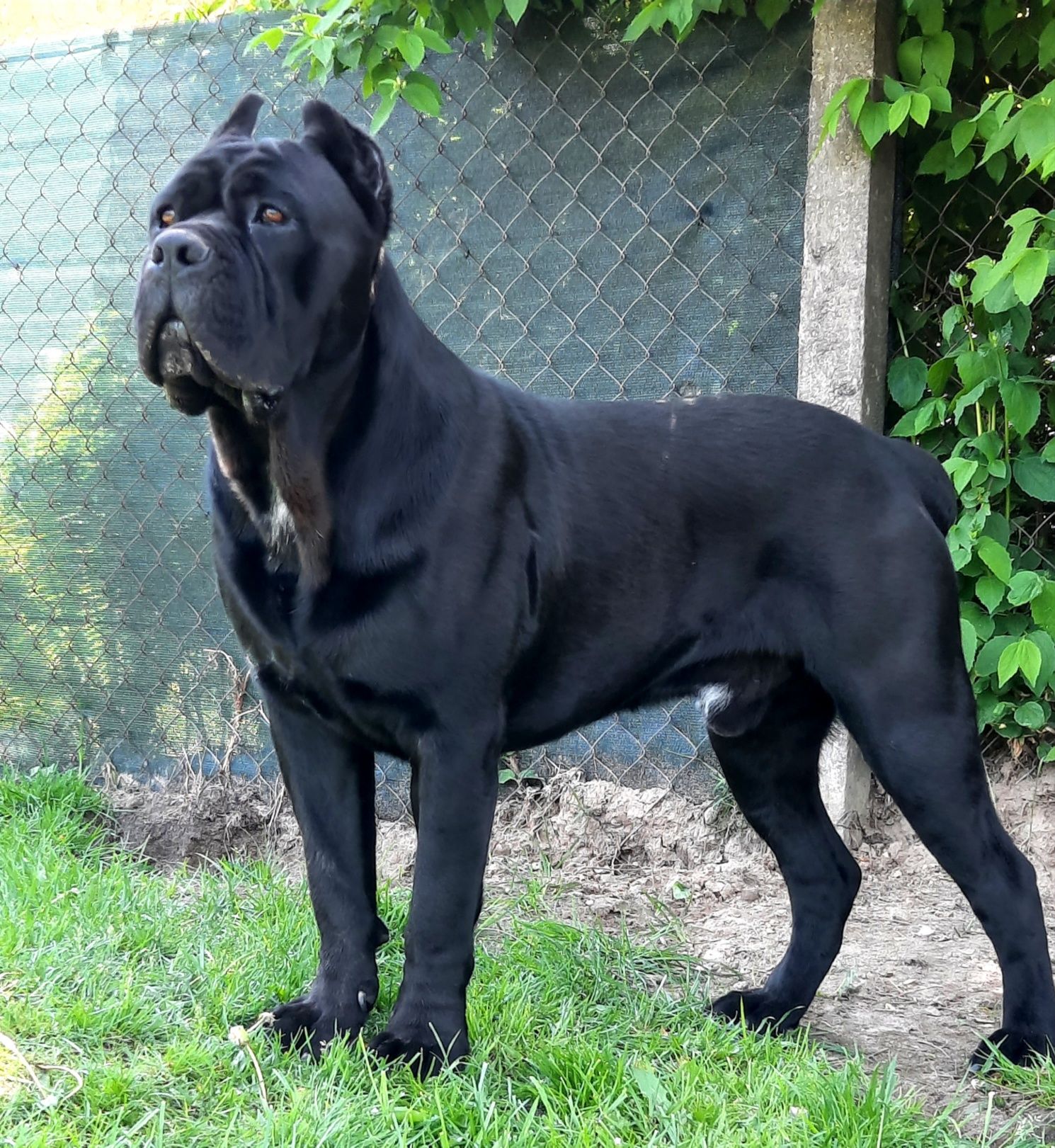 Cane Corso czarna sunia