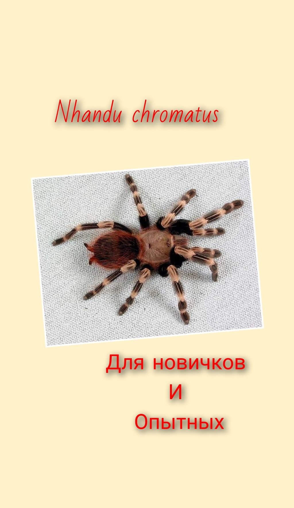 паук Nhandu chromatus L 11-12 самка