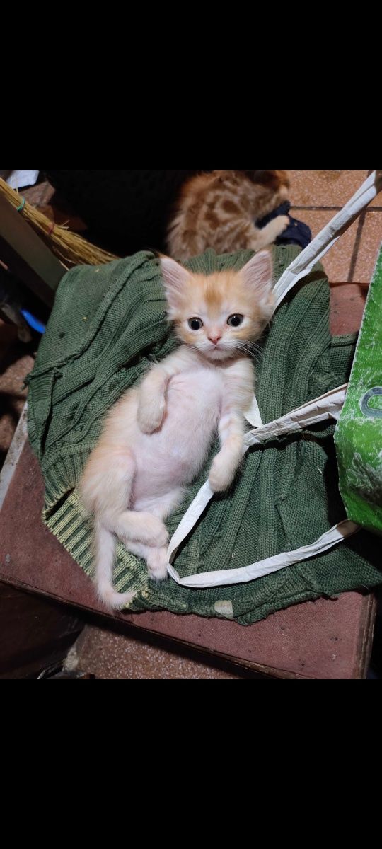 Мини - той , шотландский котик