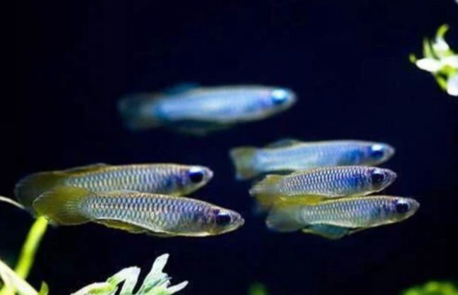 Aplocheilichtys normani " lampeyes"