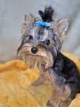 Yorkshire Terrier piesek 6 miesieczny