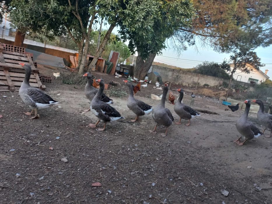 Patos gansos novos