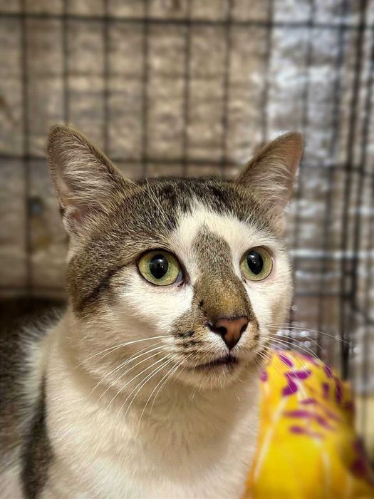 Сем, душевний веселий коцурик