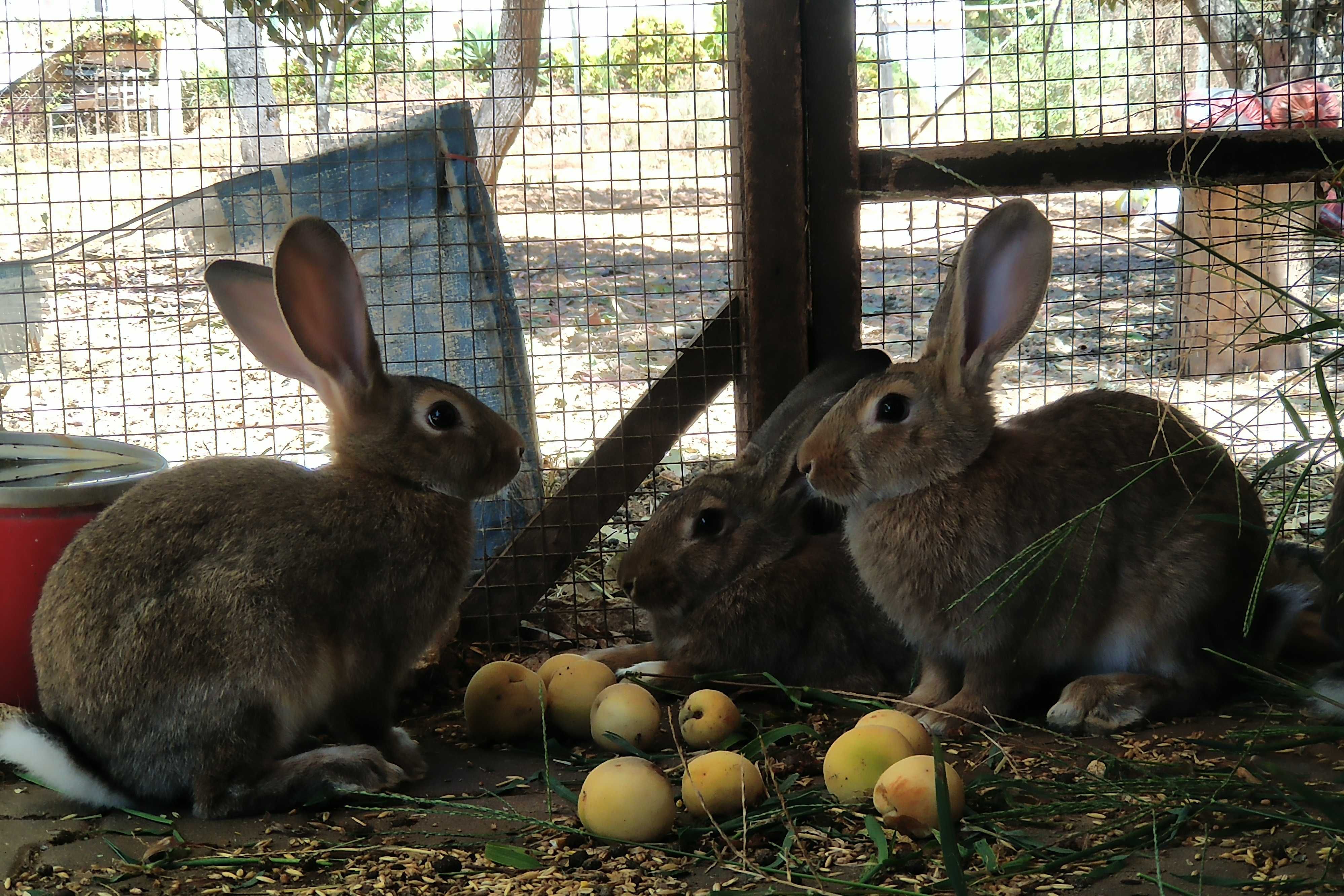 Coelhos Caseiros