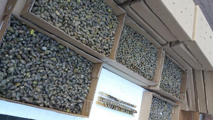 Pszczoła Murarka Ogrodowa – KOKONY - Trzcina, Ul, Domek Selekcjonowane