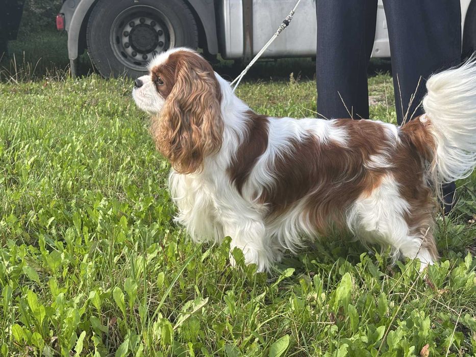 Piękne reproduktory Cavalier King Charles Spaniel super rodowód