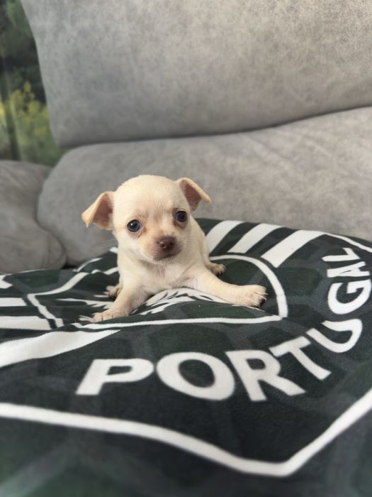Chihuhahua menina linda
