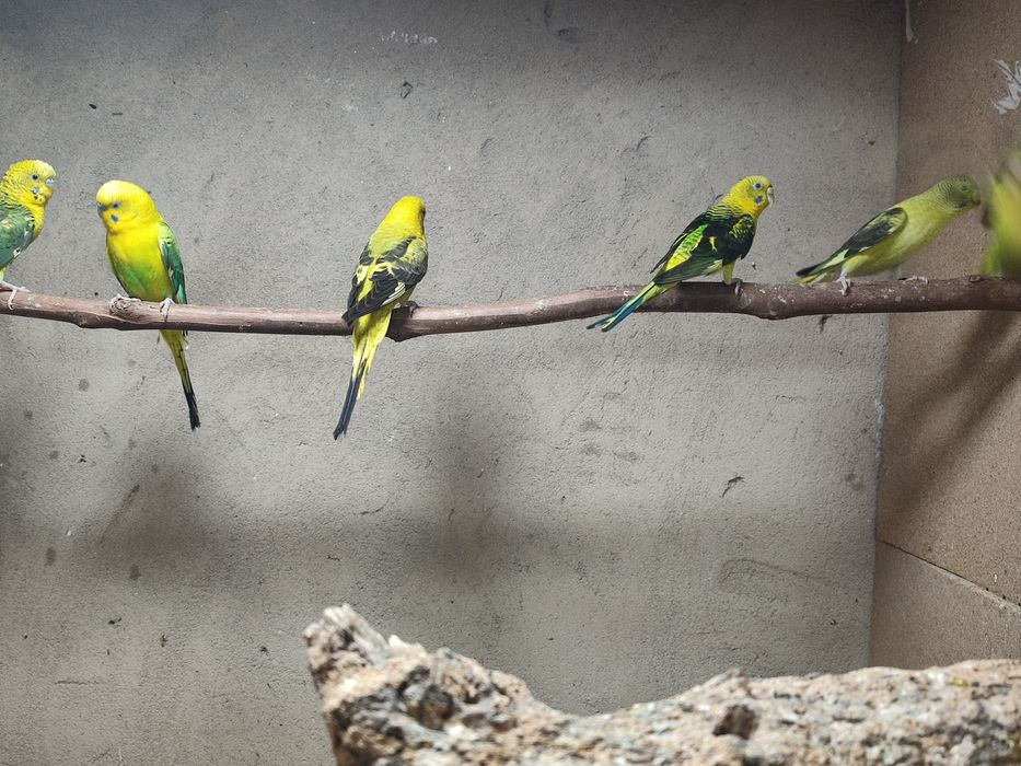 Asas negras opalinos verdes azuis clássicos