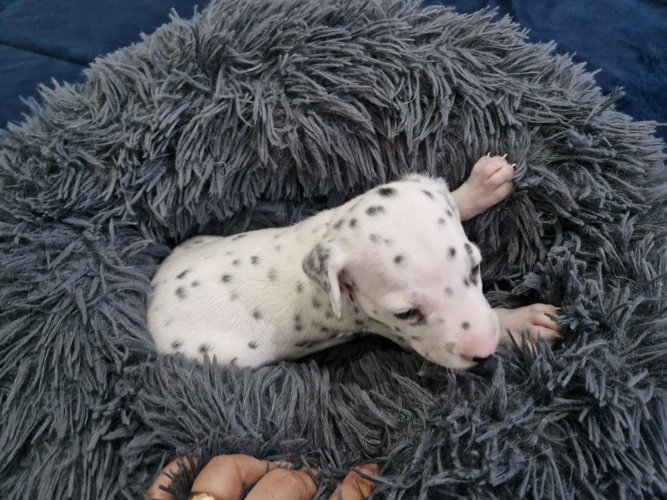 Dálmata lindíssimo