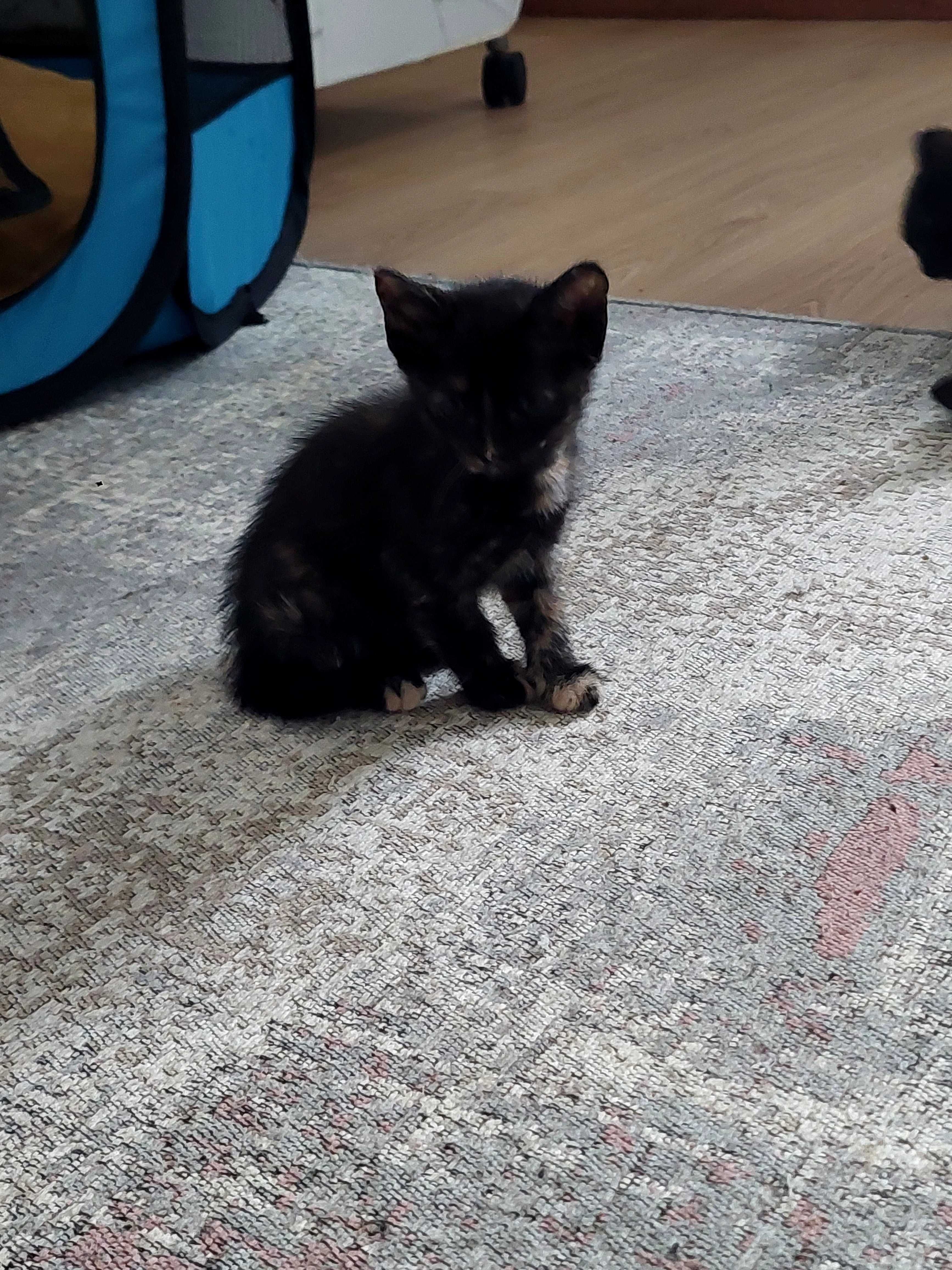Adopção Gatinhos