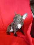 Buldog francuski niebieski chlopak
