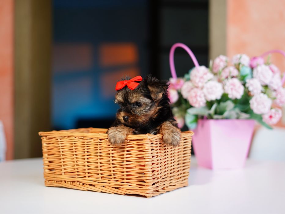 Цуценя йорка – найкращий друг для вас і ваших дітей