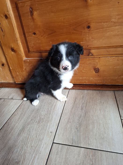 Suczka border collie