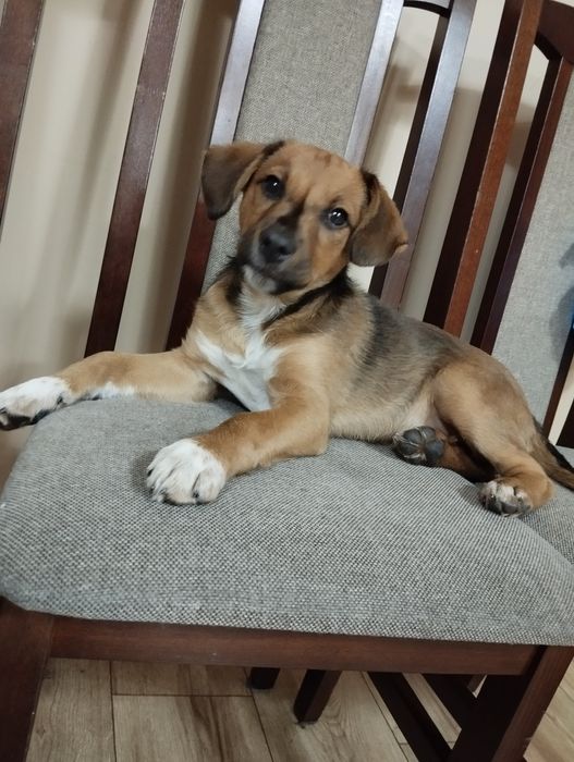 Oddam Psa w dobre ręce