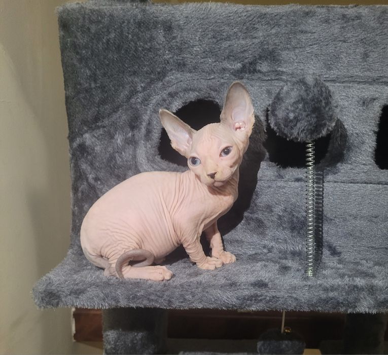 sphynx macho olhos azuis