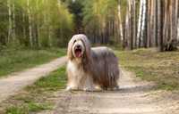 bearded collie brązowa suczka po championach, ojciec import Francja