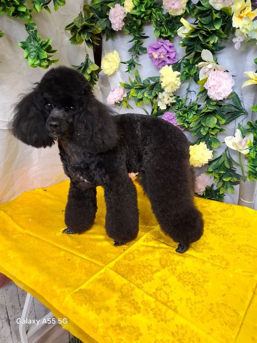 Грумер 1южный .студия груминга Тиана стрижка животных  .