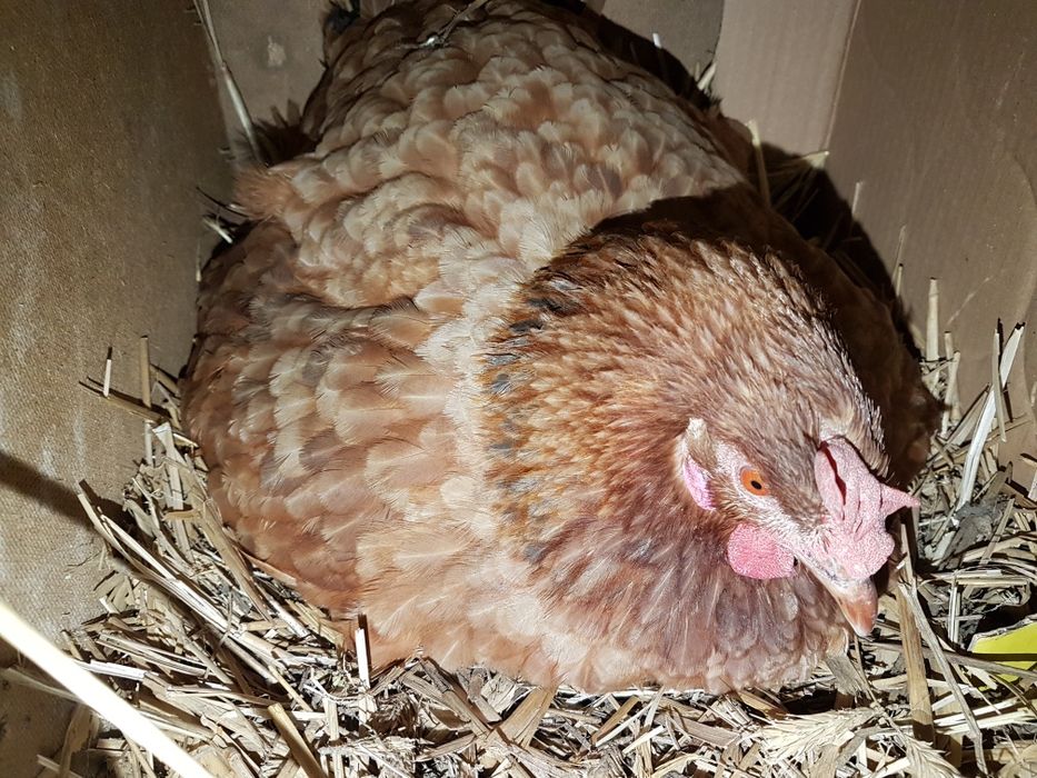 Kura kury nioski duże jajka