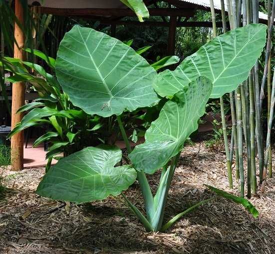 Kolokazja olbrzymia, colocasia gigantea