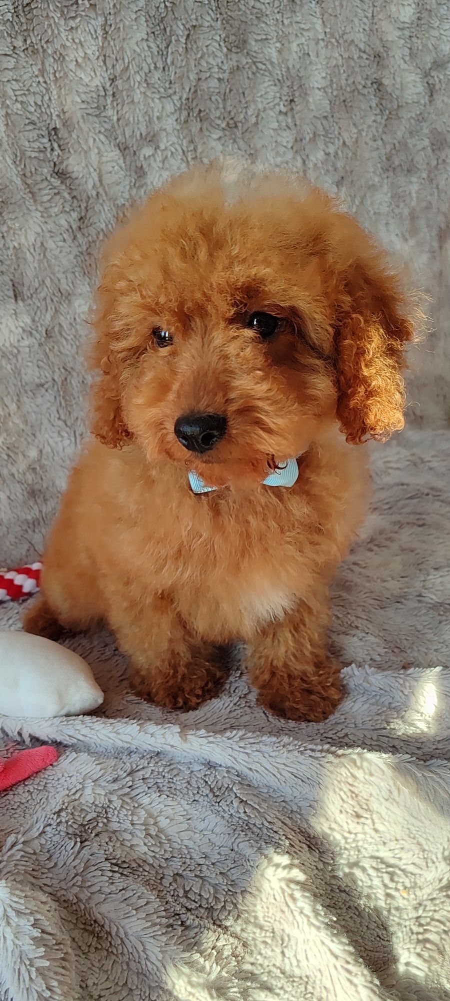 Cavapoo f1b Red cavalier pudel cavapoo