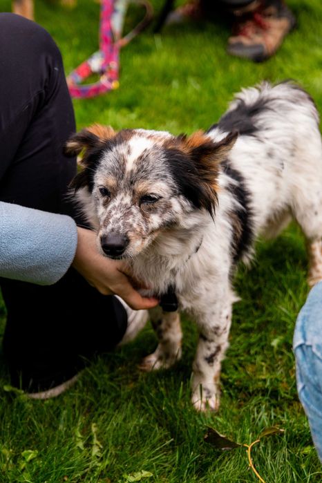 Czekaja na dom w przytulisku dwa maluchy