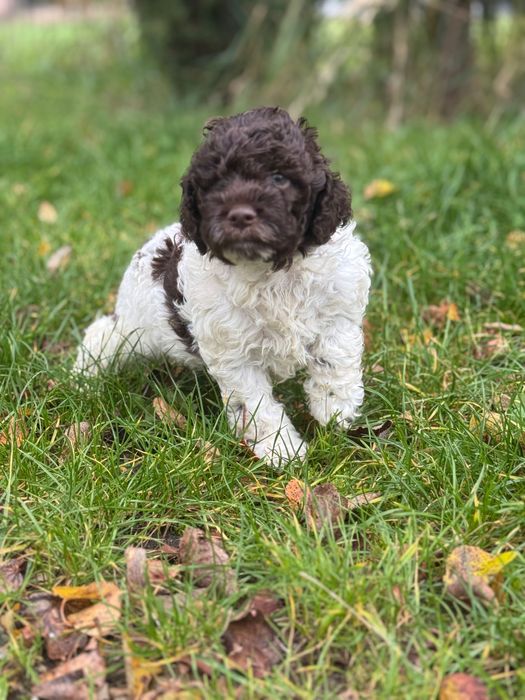 Biało brązowy piesek Lagotto Romagnolo FCI