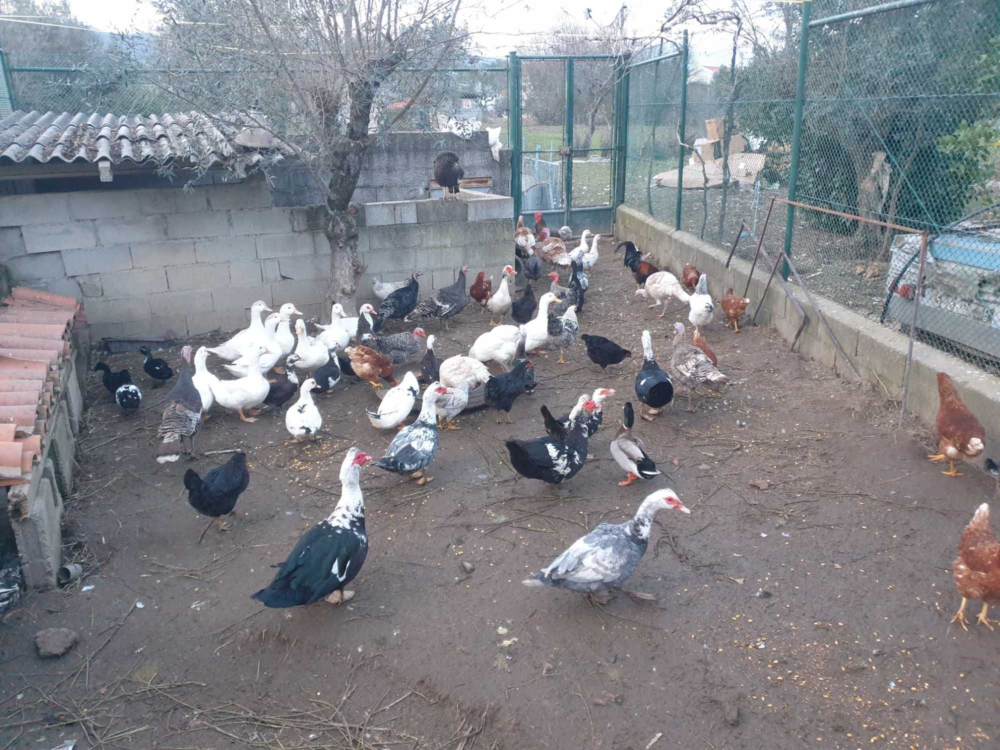 Varios animais galinhas,patos,perus,coelhos..