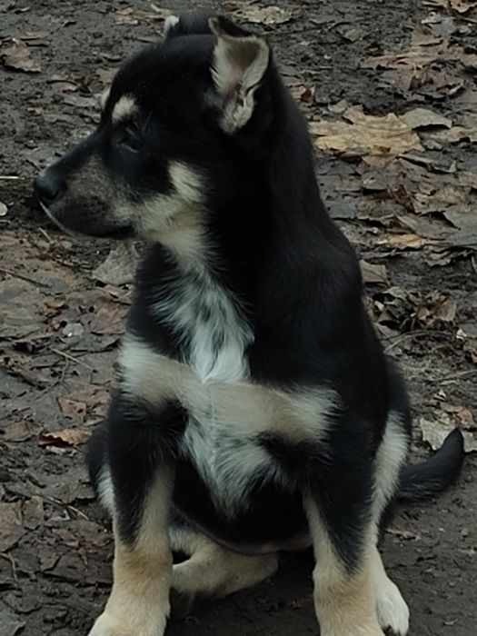 Найти семью для Дэи