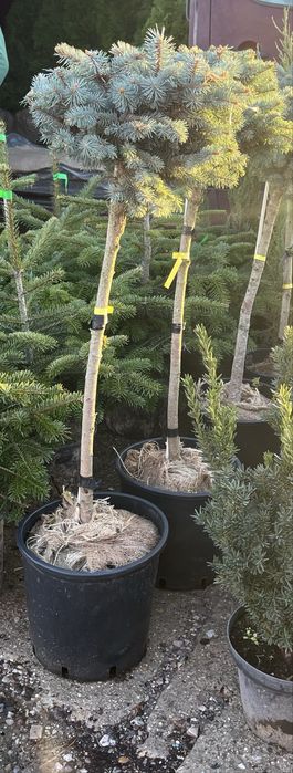 Tuja brabant, drzewa szczepione, krzewy szczepione,