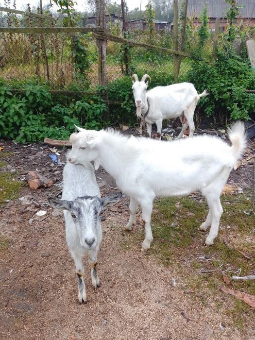 Продам трьох Кіз