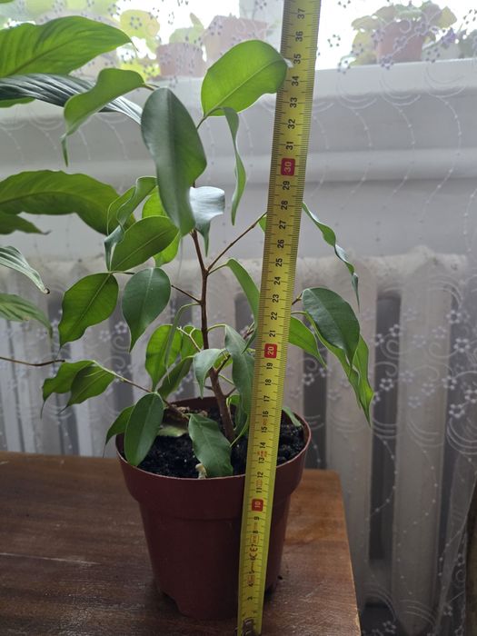 Фікус 100 гривень