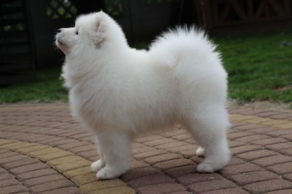 Samoyed FCI listopad/grudzień