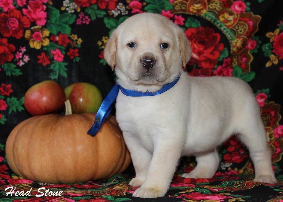 Клубные щенки Лабрадор ретривер