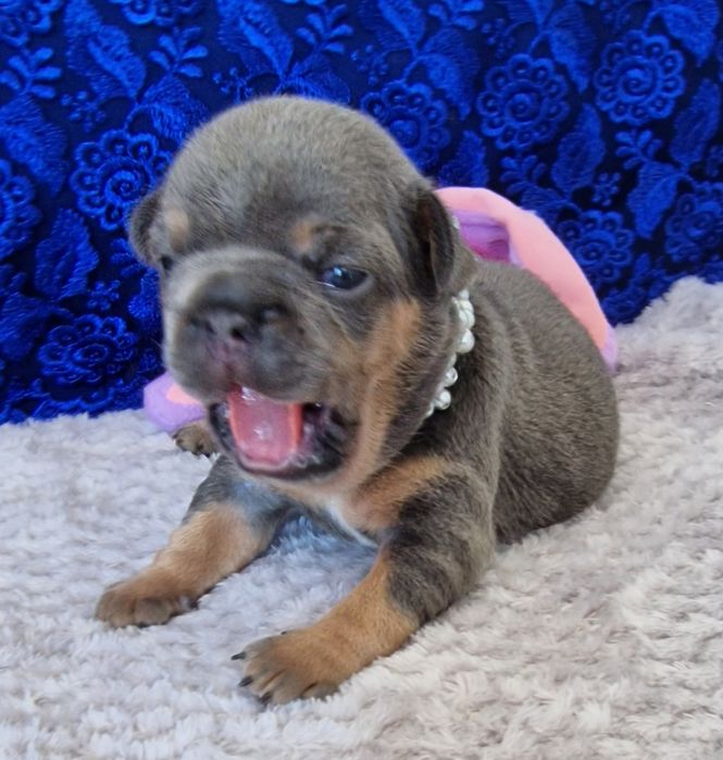 Французский бульдог на в'язку