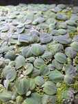Pistia - 10szt - przesyłka