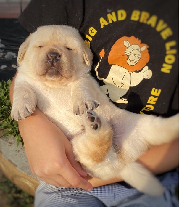 Лабрадор ретрівер. Вільна дівчинка та хлопчик.