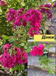 Троянди в горщиках з свого саду
