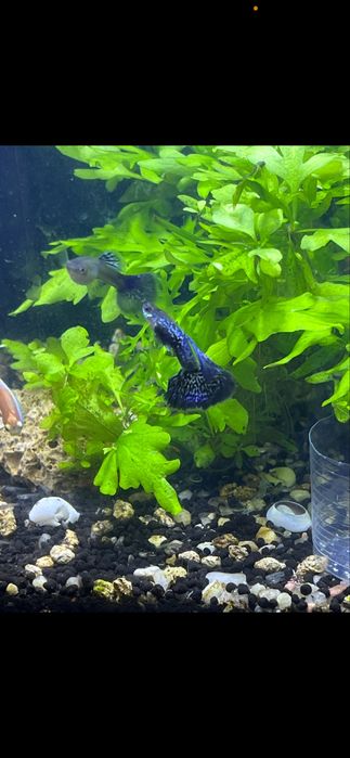 Guppys blue metal dragon