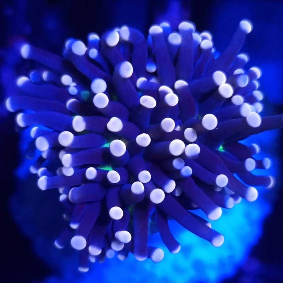 Euphyllia Cristata Joker 1H koralowiec akwarium morskie koralowce