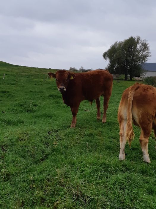 Sprzedam odsadki: 13byczkow,11jałówek, tel: 5.0.0.6.3.3.5.1.9