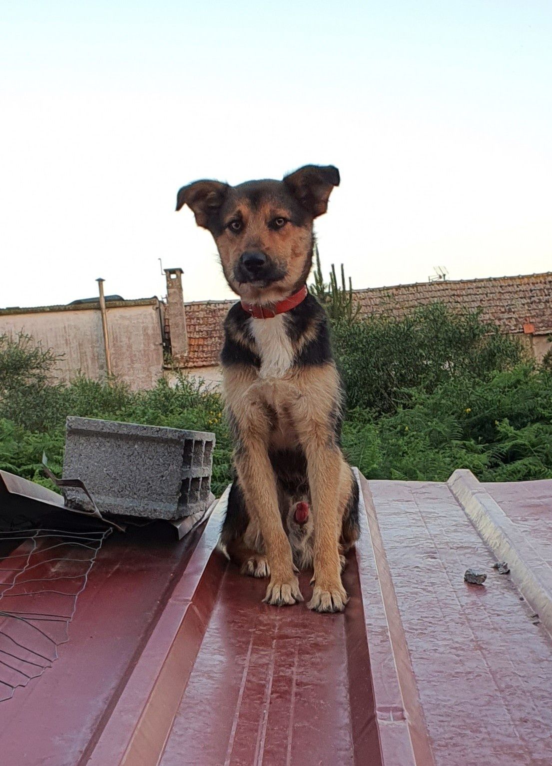 Alfredo- cachorro de porte pequeno para adoção