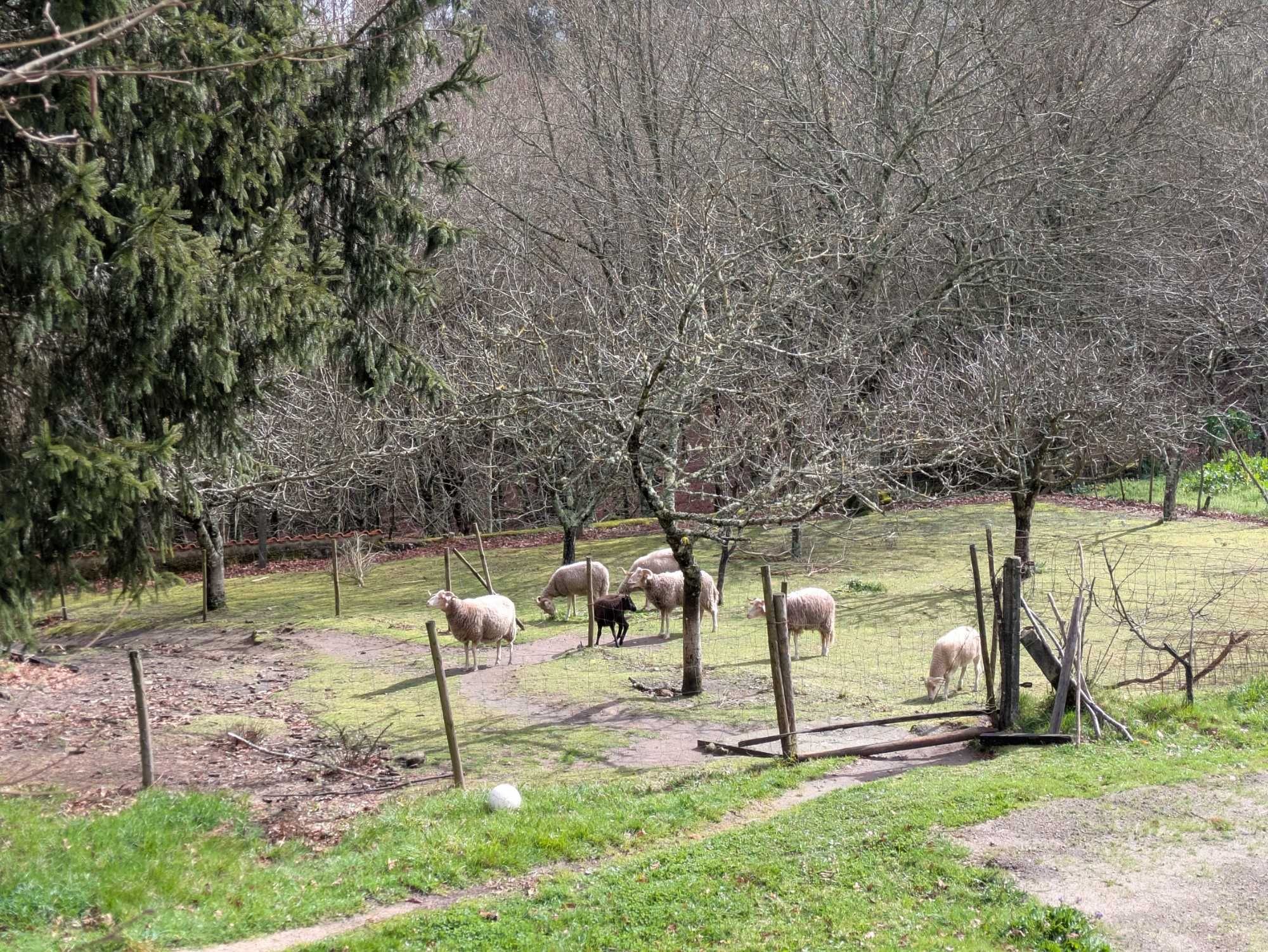 Ovelhas Bordaleiras e Carneiro