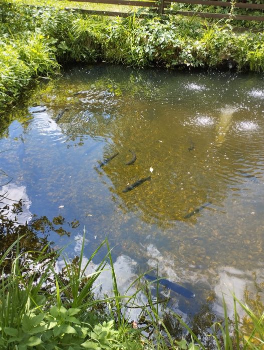 Відпочинок в Карпатах.Чан.Сауна.Форель.