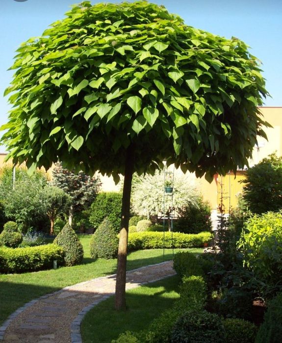 Sadzonki katalpy katalpa catalpa surmia Wyprzedaż jesienna 50% promocj