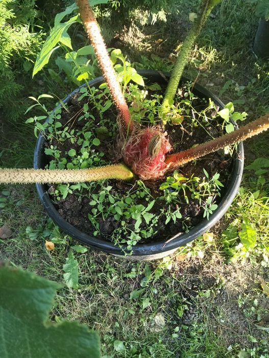 Gunnera olbrzymią Manicata