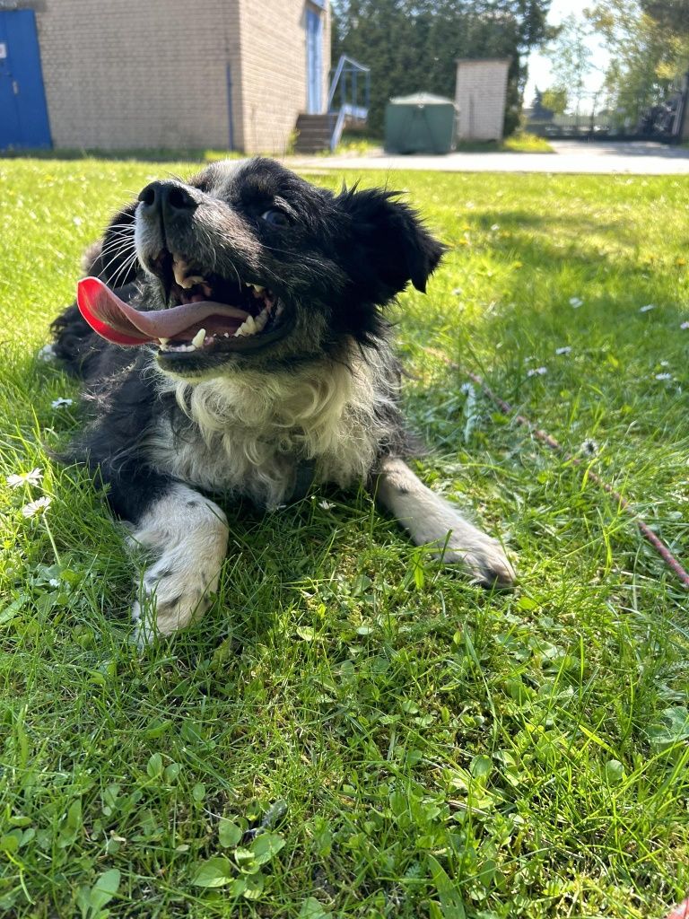 Pikuś do adopcji Schronisko Sokołów Podl.