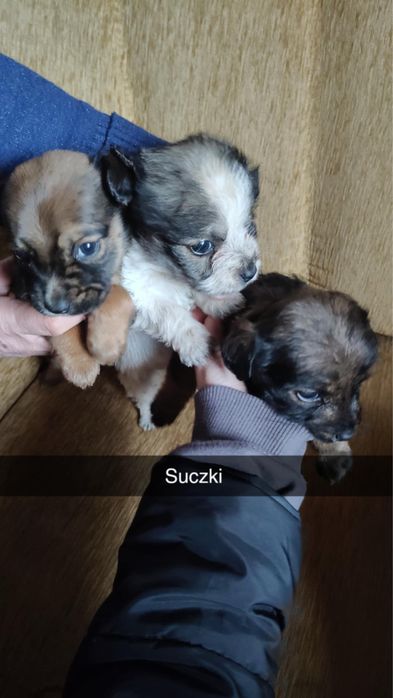 Oddam szczeniaki