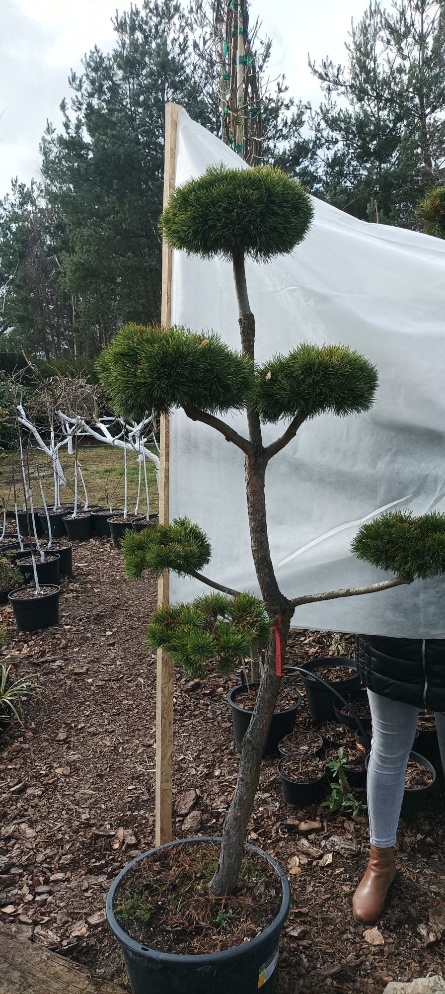 Bonsai, niwaki ogrodowe