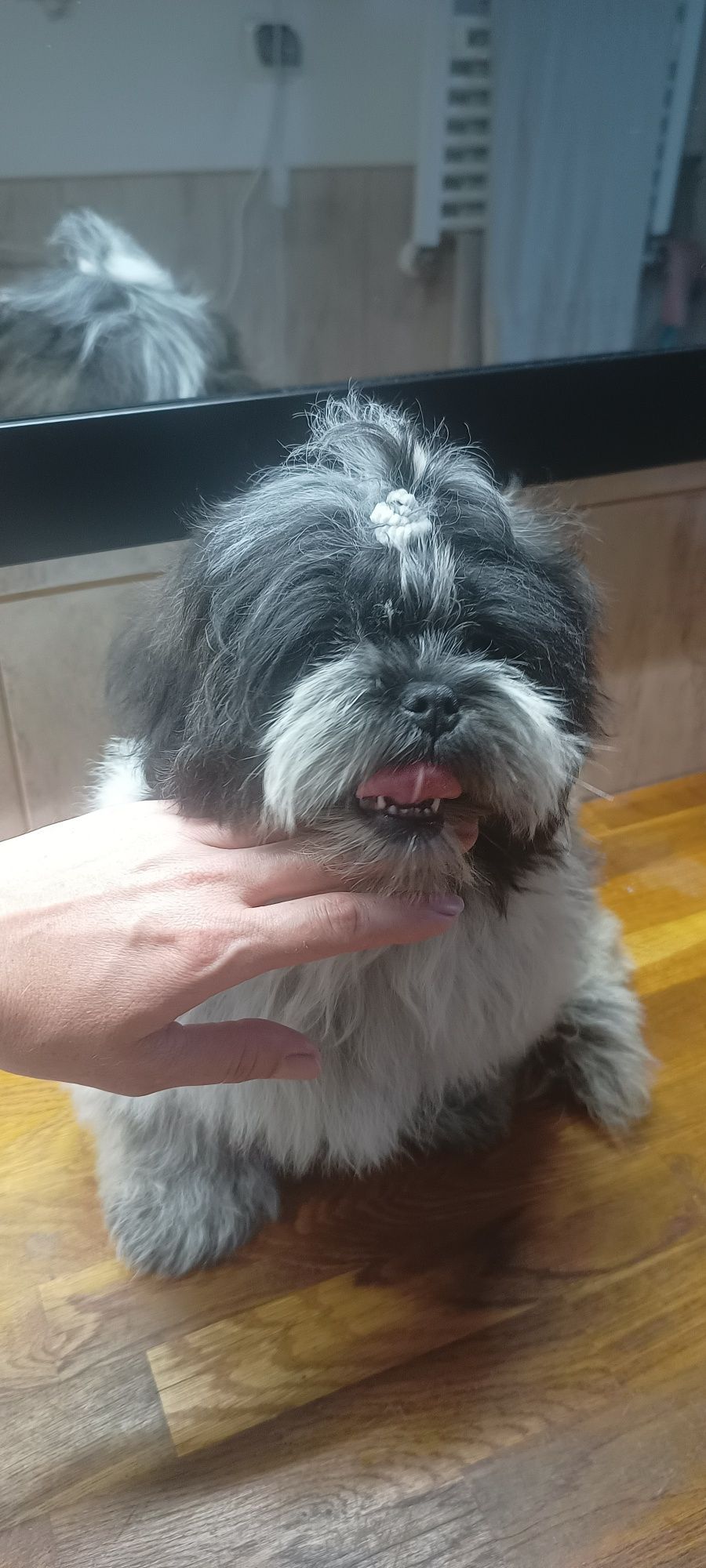 Mal shi, komplet szczepień ( shih tzu, maltańczyk)